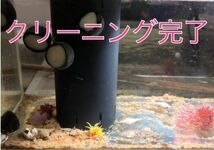 No10【３0個セット】黒シッタカガイ　Ｌサイズ　近海魚　海水魚　生体　コケ掃除　クリーナー　シッタカ貝_画像5