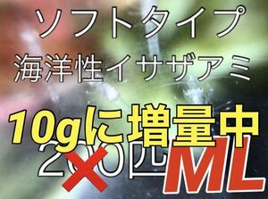 No36【期間限定増量中】ソフトな「冬のイサザアミ」M～Lサイズ（10ｇ）近海魚　海水魚　生体　エビ　活エサ活餌　アミ目アミ科イサザアミ属