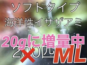 【期間限定増量中】ソフトな「冬のイサザアミ」M～Lサイズ（20ｇ）近海魚　海水魚　生体　エビ　活エサ　活餌　アミ目アミ科イサザアミ属