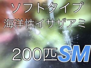 No40 ソフトな「冬のイサザアミ」　SS～Mサイズ　お試し用300匹　近海魚　海水魚　生体　エビ　活エサ　活餌　アミ目アミ科イサザアミ属