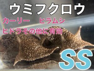 No7 珍　ウミフクロウ　SSサイズ　近海魚　海水魚　生体　カーリー、ヒラムシ、ヒドラ、等の寄生虫対策　