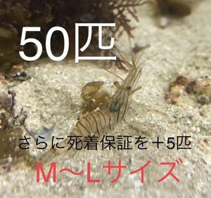 No46 イソスジエビ　50匹＋保証用5匹　M～LL　近海魚　海水魚　生体　甲殻類　エビ　