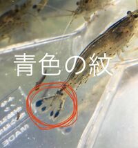 No86【50匹】＋予備保障５匹　ヤマトヌマエビ　M～LLサイズ　淡水エビ　甲殻類　掃除　苔　22_画像3