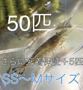 No20【50匹】＋予備保障5匹　ヤマトヌマエビ　S～Mサイズ　淡水エビ　甲殻類　掃除　苔　19