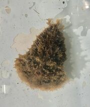 No27 タツナミガイ　Ｓサイズ　近海魚　海水魚　生体　シノアバクテリア対策　コケ対策　ウミウシ　アメフラシ科　　_画像1