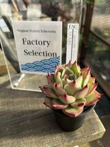 今期ラスト出品!!エボニー×桃太郎【FactorySelection苗】【多肉植物製作所】【多肉植物】【エケベリア】【実生】_画像1