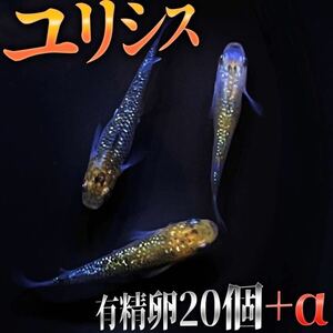 【天狗めだか】極上メダカの有精卵20個+αユリシス