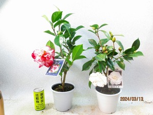 [. manner sapling Ryuutsu ].2 kind collection large god comfort /sawada3/13 blooming ~ flower . supposition (31232) total height :45/55.* same packing is [ together transactions ] procedure strict observance 