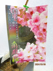 [野風盆栽流通]桜の苗木 南殿桜(3743)全高：34㎝※同梱包は「まとめて取引」手続厳守※100サイズ＊送料明記　