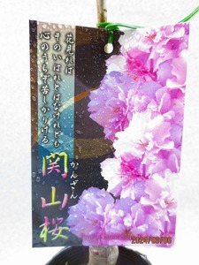 [. manner bonsai Ryuutsu ] Sakura. sapling . mountain Sakura (3747) total height :47.* same packing is [ together transactions ] procedure strict observance *100 size * postage clear writing 