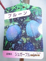 [野風苗木流通]シュガープルーン(3738)全高：69㎝※同梱包は「まとめて取引」手続厳守※100サイズ＊送料明記_画像2