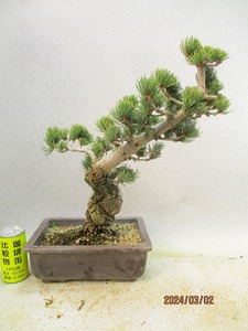 [. manner bonsai Ryuutsu ]. leaf pine (3216 purple mud length person pot ) total height :47.*140 size * same packing conditions have *[ together transactions ] procedure .* postage clear writing *