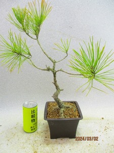 [. manner bonsai Ryuutsu ] interval pine (3232 regular person pra pot ) total height :44.* same packing is [ together transactions ] procedure strict observance *100 size * postage clear writing 