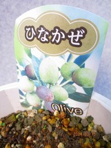 [野風苗木流通]オリーブ ひなかぜ(31620)全高：65㎝※同梱包は「まとめて取引」手続厳守※100サイズ＊送料明記_画像2