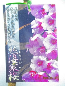 [野風苗木流通]桜の苗木 熱海寒桜(32026)全高：68㎝※同梱包は「まとめて取引」手続厳守※100サイズ＊送料明記