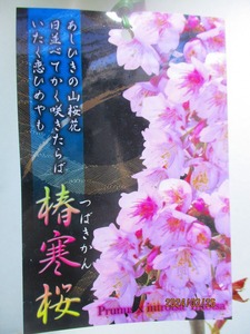 [野風苗木流通] 桜の苗木 椿寒桜 (32623)全高：69㎝※同梱包は「まとめて取引」手続厳守※100サイズ＊送料明記