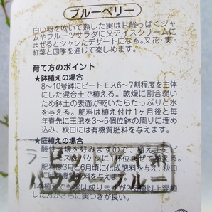 [野風苗木流通]ブルーベリ シャープブルー(32528)全高：54㎝※同梱包は「まとめて取引」手続厳守※120サイズ＊送料明記 の画像3