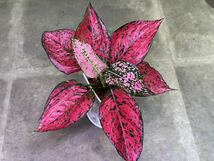 【veilplants】ハイクオリティ希少高級株　Aglaonema Kamkoon majenta アグラオネマ カムクーン　マジェンタ　タイ直輸入株_画像2