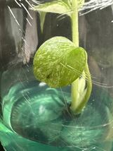 【veil plants】ハイクオリティ大株tissue culture monstera deliciosa mintモンステラ　デリシオーサ ミントタイ植物研究所直送_画像3