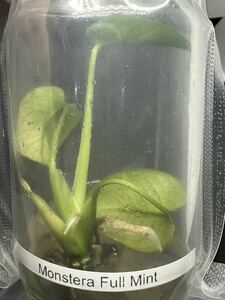 【veil plants】ハイクオリティ大株tissue culture monstera deliciosa full mintモンステラ　デリシオーサ フルミントタイ植物研究所直送