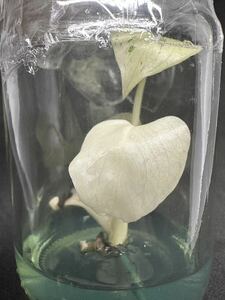 【veilplants】高級培養株モンステラデリシオーサ　ホワイトモンスターミント斑天津蘭　Monstera deliciosa White Monster 植物研究所直送