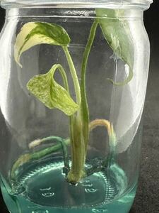 【veil plants】ハイクオリティ大株tissue culture monstera deliciosa mint variegataモンステラ　デリシオーサ ミントバリエガータ