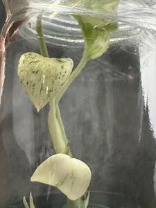 【veil plants】ハイクオリティ大株tissue culture monstera deliciosa mintモンステラ　デリシオーサ ミントタイ植物研究所直送