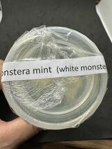 【veilplants】高級培養株モンステラデリシオーサ　ホワイトモンスターミント斑天津蘭　Monstera deliciosa White Monster 植物研究所直送_画像8