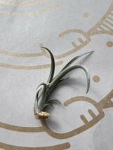 Tillandsia erici チランジア エリシー チランドシア_画像5