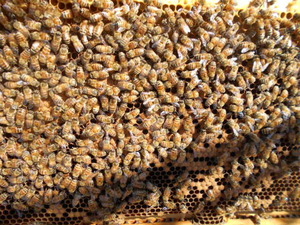 西洋蜜蜂越冬明け３枚群（女王付き）、輸送専用巣箱入り、西洋ミツバチ、セイヨウミツバチ、種蜂、養蜂、花粉交配、趣味の養蜂