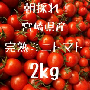 宮崎県産　完熟ミニトマト　2kg