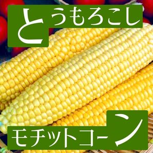 国産無農薬タネ とうもろこし 家庭菜園 食育 野菜 固定種 国内採取 育成