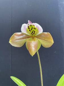 No.645 Paph.gratrixianum x sib. 花付き株 パフィオ 原種