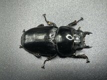 【ESW】能勢YG オオクワガタ ペア ♂84.5mm ♀54.0mm 新成虫 （90.3mm同腹）即ブリード可_画像8