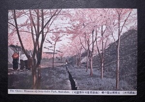 (函館郊外) 五稜郭公園の櫻 絵葉書〔A-50〕The Cherry Blossom of Goryokaku Park, Hakodate / 戦前 写真 歴史資料 北海道 函館 観光地