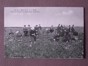 (函館)湯の川リリー採集 絵葉書〔A-10〕THE COLLECTING LILY YUNOKAWA,HAKODATE / 戦前 写真 歴史資料
