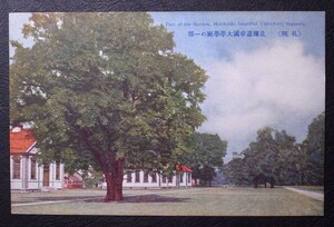 (札幌) 北海道帝國大學學庭の一部 絵葉書〔A-59〕A Part of the Garden,Hokkaido Imperial University sapporo / 戦前 写真 歴史資料 大学