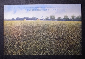 (札幌)北海道帝国大學農場高梁大觀 絵葉書〔A-57〕The General View of the Indian Corn at the Final Farmyard.…… / 戦前 写真 歴史資料