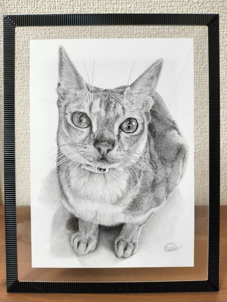 猫の絵画　鉛筆画原画　シンガプーラ