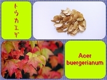 [ free shipping ] acer buergerianum seeds 30 piece 