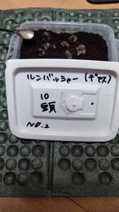 放出 No.2 ルンバッシャー（ギアスゾウカブト）　幼虫10頭　 1/20割り出し　 その他出品中