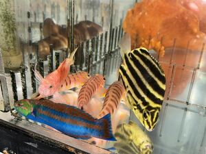 近海魚 3匹セット！Aタイプ（約5-15㎝前後）餌爆喰い！魚種は着いてからのお楽しみ（四国、九州、沖縄、北海道の地域入札不可）