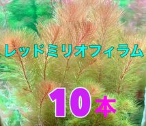 ◆レッドミリオフィラム＊10本◆繊細でキレイ ◆おすすめ水草 水中葉 _画像1