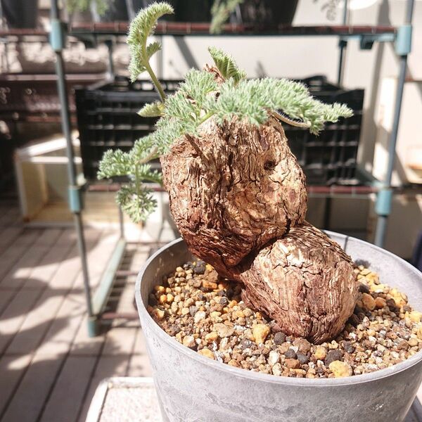 Pelargonium triste ペラルゴニウム トリステ 鉢付