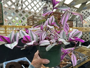 ＫＮ　トラディスカンティア　アルビフローラ　‘ナノーク‘（TRADESCANTIA ALBIFLORA `NANOUK`）　２鉢出品　　　0.8Ｍ以下