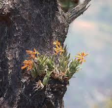 ＫＮ　カトプシス　スブラタ（CATOPSIS SUBULATA）　　　　0.8Ｍ以下