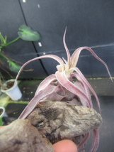 ＫＮ　１円！　ティランジア　ストレプトフィラ　‘レッドクローン‘（TILLANDSIA STREPTOPHYLLA `RED CLONE`）　　　0.8Ｍ以下_画像7