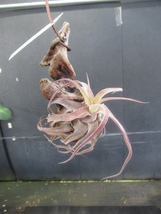 ＫＮ　１円！　ティランジア　ストレプトフィラ　‘レッドクローン‘（TILLANDSIA STREPTOPHYLLA `RED CLONE`）　　　0.8Ｍ以下_画像9