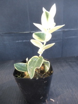 ＫＮ　１円！　ホヤ(サクララン属）　クミンギアーナ　‘バリエゲイテッド‘（HOYA CUMINGIANA `VARIEGATED`）　　　　0.8Ｍ以下_画像6