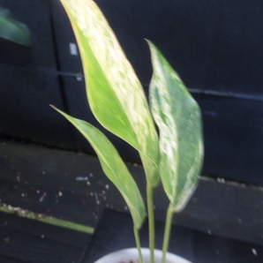 ＫＮ アンスリューム フーケリー ハイブリッド ‘斑入り‘（ANTHURIUM HOOKERI HYBRID `VARIEGATAD`）  0.8Ｍ以下の画像6